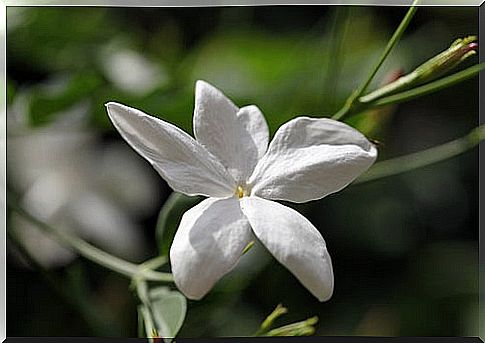 jasmine tea drink