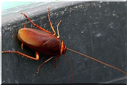 Scare away cockroaches without insecticides and dangers from cockroaches