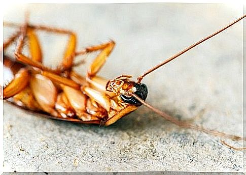 Use kieselguhr to deter cockroaches without insecticides 