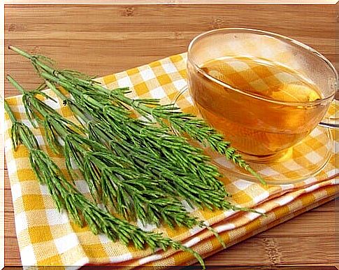 Horsetail tea against increased uric acid levels