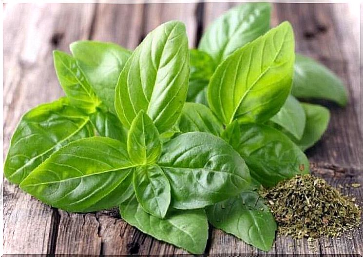 Basil for tinnitus