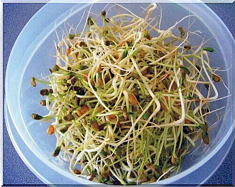 Sprouts can be dangerous to health