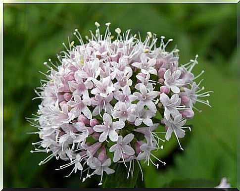 Mountain valerian