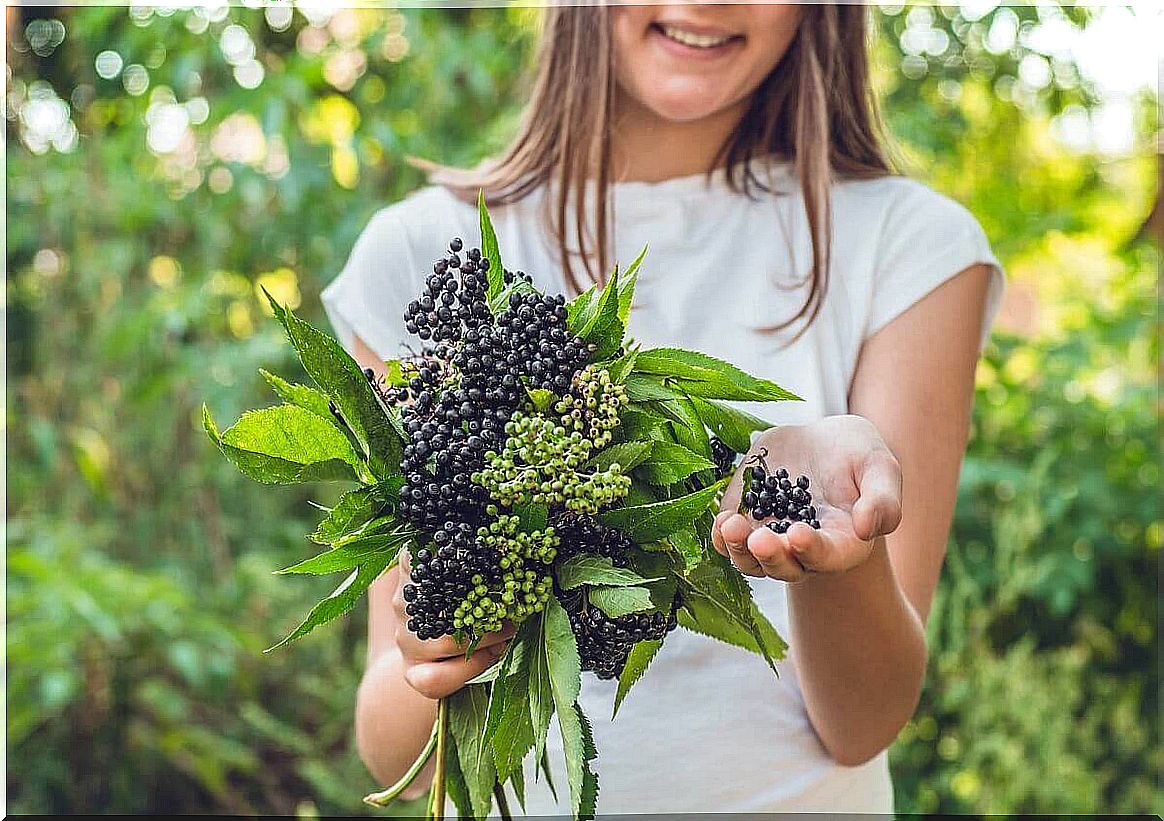 Woman collects elderberries for elderberry syrup