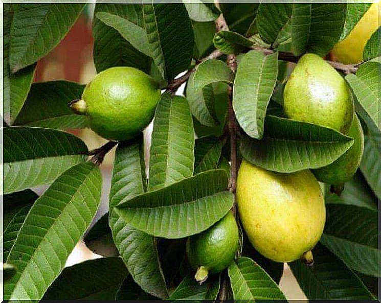 The guava plant for damaged hair