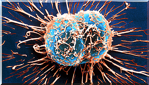 How does the immune system work against cancer?