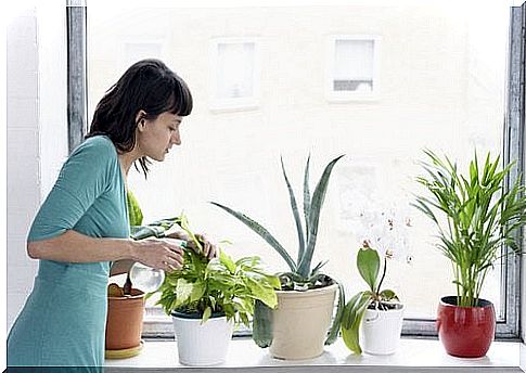 Indoor plants for healthy lungs