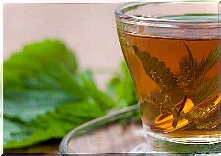 increased uric acid level: nettle tea