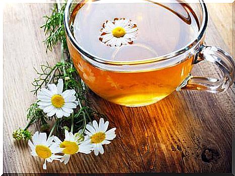 chamomile 