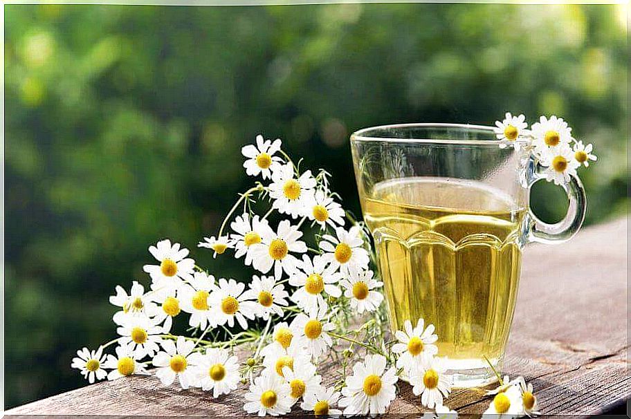 chamomile