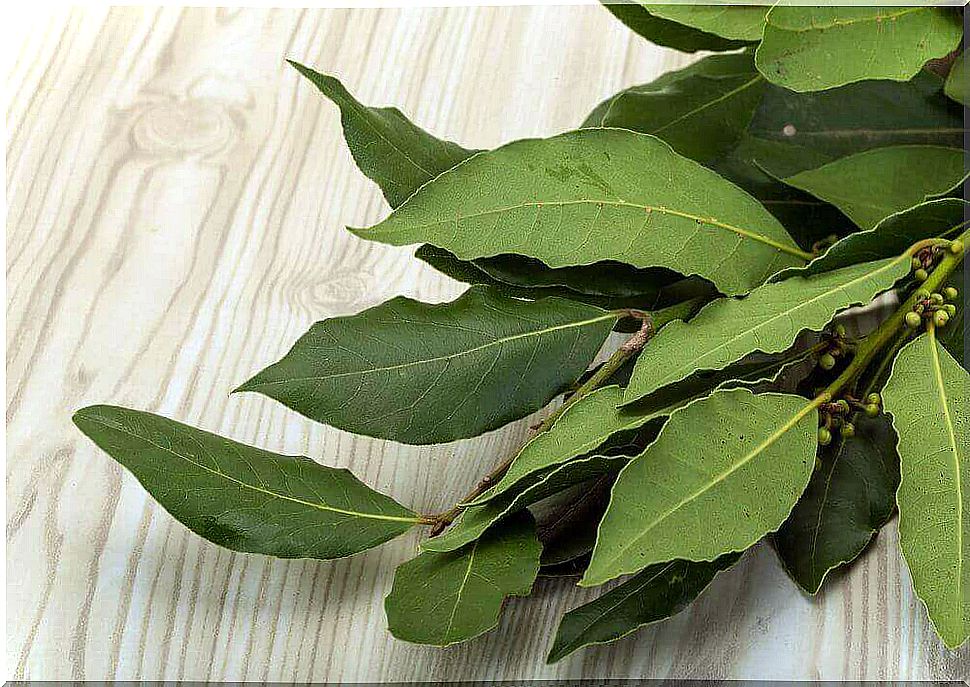 Laurel oil is made from laurel