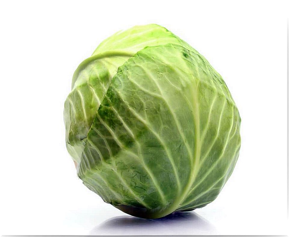 Cabbage for roulades