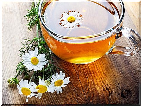 chamomile