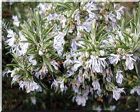 Rosemary can help with tinnitus