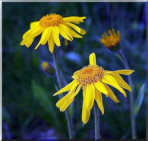 Use arnica for knee pain